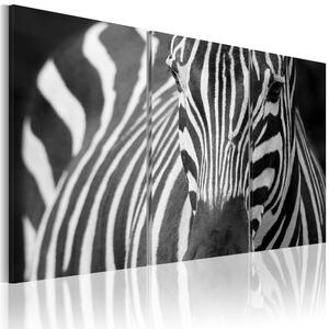 Canvas Tavla - Mrs Zebra - 60x40