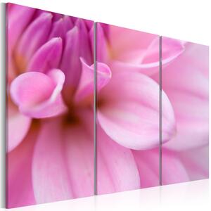 Canvas Tavla - Pink dahlia - 60x40