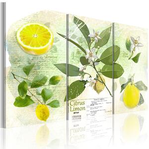 Canvas Tavla - Fruit: lemon - 60x40