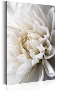 Canvas Tavla - White Dahlia - 60x90
