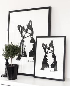 Poster French Bulldog - 50x70 cm
