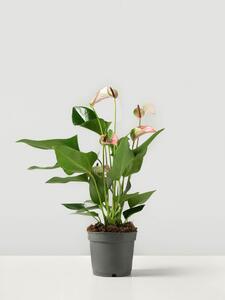 Rosenkalla Joli Pulse