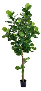 Konstväxt Ficus - 180cm