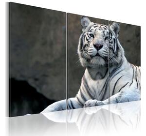 Tavla White tiger 90x60 - Artgeist sp. z o. o