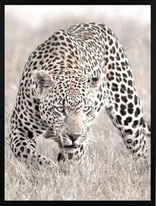 Poster 30x40 leopard