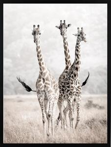 Poster 30x40 nature giraffes