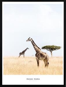 Poster 30x40 masai giraffe