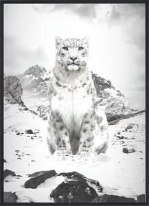 Poster 30x40 white lynx
