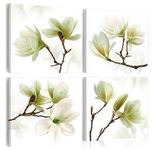 Tavla Admiration Of Magnolia 40X40 Vit - Artgeist sp. z o. o