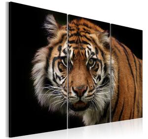 Tavla A wild tiger 90x60 - Artgeist sp. z o. o