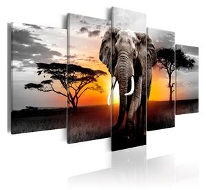 Tavla Elephant At Sunset 100x50 - Artgeist sp. z o. o