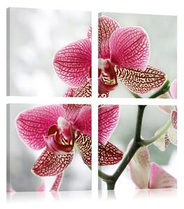 Tavla Fancy orkidé 60x60 - Artgeist sp. z o. o