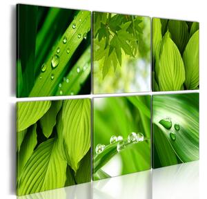 Tavla Fresh Green Leaves 60x40 - Artgeist sp. z o. o