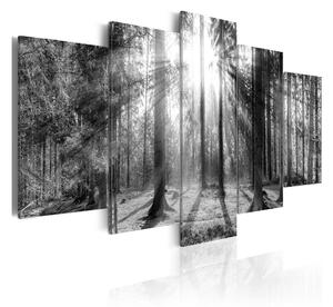 Tavla Forest Of Memories 100x50 - Artgeist sp. z o. o
