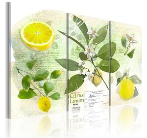 Tavla Fruit Lemon 120x80 - Artgeist sp. z o. o