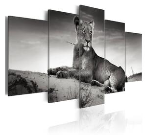 Tavla Lioness In A Desert 100x50 - Artgeist sp. z o. o