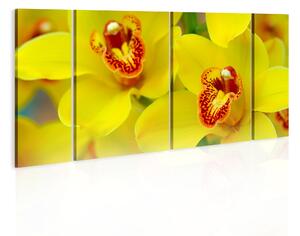 Tavla Orchids Intensity Of Yellow Color 60x30 - Artgeist sp. z o. o