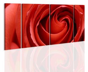 Tavla Passionate Rose 60x30 - Artgeist sp. z o. o