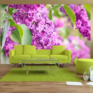 Fototapet Lilac Flowers 100x70 - Artgeist sp. z o. o