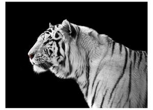 Fototapet Vit Tiger 200x154 - Artgeist sp. z o. o