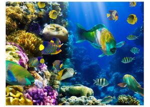 Fototapet Underwater Paradis 250x193 - Artgeist sp. z o. o