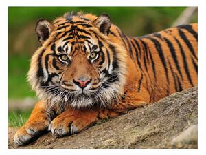 Fototapet Sumatra Tiger 200x154 - Artgeist sp. z o. o