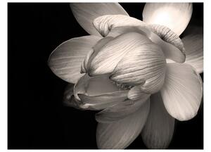 Fototapet Lotus Flower 200x154 - Artgeist sp. z o. o