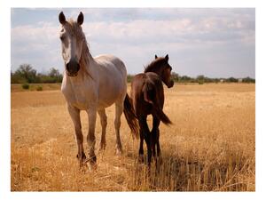 Fototapet Horse And Foal 350x270 - Artgeist sp. z o. o