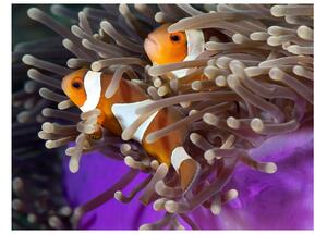 Fototapet Clownfish 250x193 - Artgeist sp. z o. o