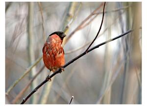 Fototapet Bullfinch In The Forest 200x154 - Artgeist sp. z o. o