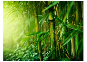 Fototapet Jungle Bamboo 350x270 - Artgeist sp. z o. o