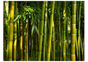 Fototapet Asiatisk Bambuskog 200x154 - Artgeist sp. z o. o