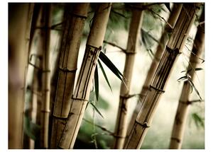Fototapet Fog And Bamboo Forest 200x154 - Artgeist sp. z o. o