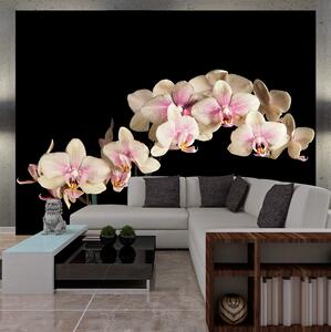 Fototapet Blooming Orchid 200x154 - Artgeist sp. z o. o