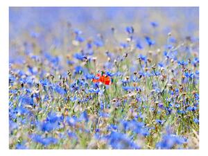 Fototapet Sky-Colored Meadow Cornflowers 200x154 - Artgeist sp. z o. o