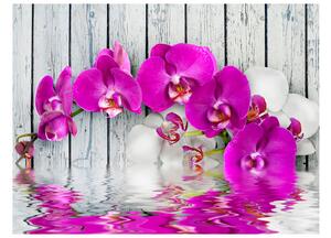Fototapet Violet Orchids With Water Reflexion 250x193 - Artgeist sp. z o. o