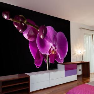 Fototapet Elegant Orchids 350x270 - Artgeist sp. z o. o