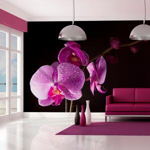 Fototapet Stylish Orchids 250x193 - Artgeist sp. z o. o