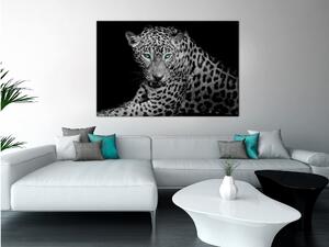 Tavla Leopard Portrait