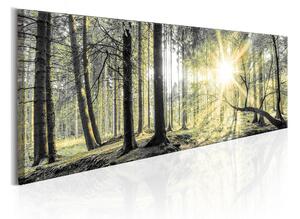 Tavla Morning Forest 120x40 - Artgeist sp. z o. o