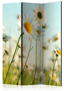 Rumsavdelare Daisies - Spring Meadow 135x172 cm - Artgeist sp. z o. o
