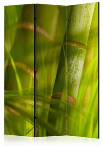 Rumsavdelare Bamboo - Nature Zen 135x172 cm - Artgeist sp. z o. o