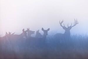 Fotografi Red deer (Cervus elaphus), DamianKuzdak