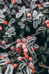 Fotografi A bush with red berries in, Anastasiia Voloshko