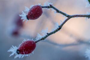 Fotografi The red fruits of the dog, Edda Dupree