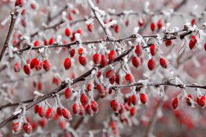 Fotografi branches of bush with red berries, Jana Milin