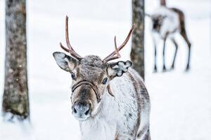 Fotografi Brown Reindeer in Finland at Lapland winter, RomanBabakin