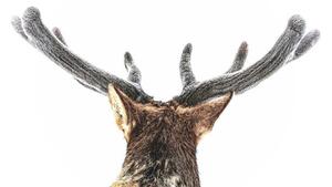 Fotografi Elk, fuzzy velvet antler, Eric Bouchard