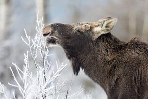 Fotografi Moose (Alces alces), DamianKuzdak