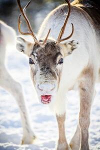 Fotografi Close up of reindeer in the snow, Swedish Lapland, Roberto Moiola / Sysaworld